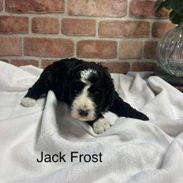 Jack Frost - male Golden Mountain Doodle puppy in Powell, Wyoming from Doodles of Joy