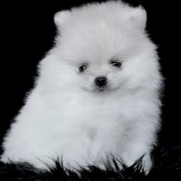 Pomeranian Puppies from Cream Puffs Pomeranians