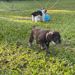 Remy - Liver male Miniature Schnauzer puppy in Anthony, Florida from Amanda Tragash