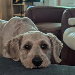 Goldendoodles and Poodles from Doodles to Love