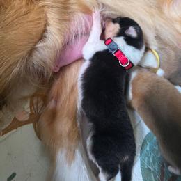 Red - Black white and tan female Collie puppy in Wykoff, Minnesota from Country Collies