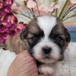 Perlita's boy 1 - Tricolor Shih Tzu puppy in Buda, Texas from Vickie's Shih Tzus