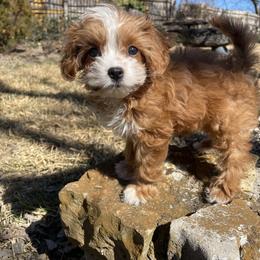 Bernedoodle, Cavapoo, and Goldendoodle Puppies from Zink Doodles
