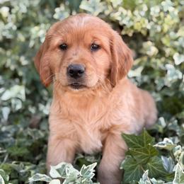 AKC Titles, OFA, DNA Clear - Dark golden male Golden Retriever puppy in San Martin, California from Church Creek Retrievers