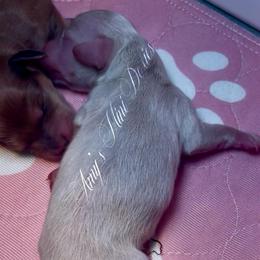 Blush - Cream female Dachshund puppy in Jena, Louisiana from Amy’s Mini Doxies
