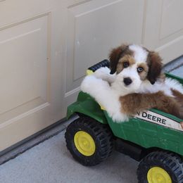 Bernedoodle, Goldendoodle, and Poodle Puppies from Raintree Standard Poodles & Mini Doodles