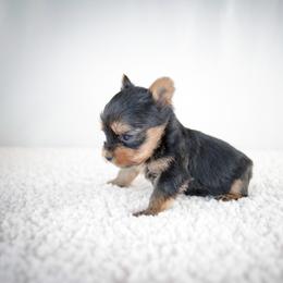 Ava - Black and tan female Yorkshire Terrier puppy in Hesperia, California from Royaltydayyorkies