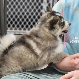 Pomsky Puppies from SD Pomskies