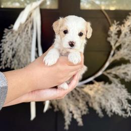 Opal- pink collar - Yellow and white female Bernedoodle puppy in Salt Lake County, Utah from Coco Avenue Pups