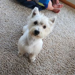 Sexy Rexy - West Highland White Terrier