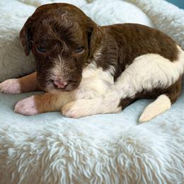 Teddy - Parti male Goldendoodle puppy in Ellenburg Center, New York from Kristin's Puppies
