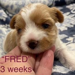 Fred - Parti male Yorkshire Terrier puppy in Forest, Virginia from Majestic Touch Kennels and Pet Services