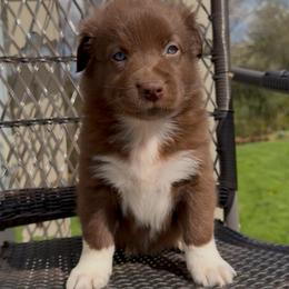 Hopper - Red & white male Australian Shepherd puppy in Windsor, New York from Double B Aussies