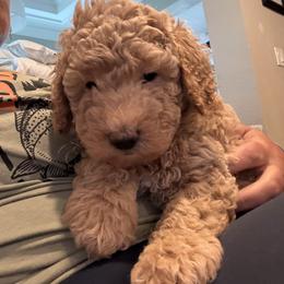 Cockapoo and Goldendoodle Puppies from Jax Doodles