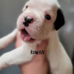 Rowan - Brindle male Boxer puppy in Spring Hill, Florida from Hart's Grand Boxers