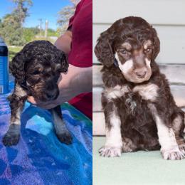 Poodle Puppies from Country Side Kennels