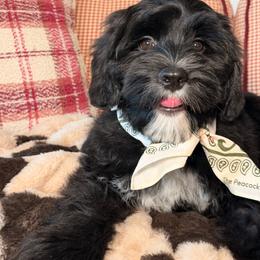 Detective - Black male Australian Labradoodle puppy in Valley Springs, California from Blue Denim Doodles