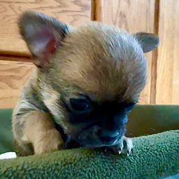 AKC Moose 3800.00 - Black sabled fawn male Chihuahua puppy in Northern, Colorado from Wild Mountain Chihuahuas