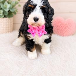 Biscuit - Tri-color female Bernedoodle puppy in Charleston, South Carolina from Palm Belle Doodles