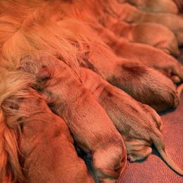 Boy 3 - Dark golden male Golden Retriever puppy in Utah from Deseret Peak Goldens
