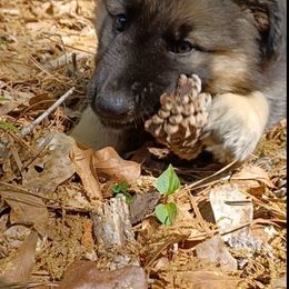 Shiloh Shepherd Puppies from Orchard Hills Shilohs