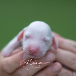 AKC Aspen - Cream male Dachshund puppy in Knox City, Missouri from Brittney's Dachshunds