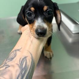 Ham - Black and tan male Dachshund puppy in Conroe, Texas from R&M Dachshunds