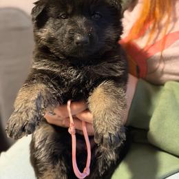 Gallant-Light Pink - Black and tan female German Shepherd puppy in Medical Lake, Washington from Nine Realms German Shepherds