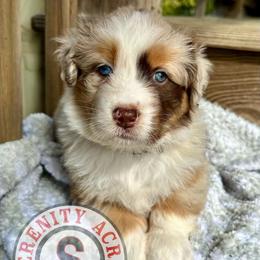 Brown Collar - Red merle female Australian Shepherd puppy in Winston Salem, North Carolina from Serenity Acres Aussies