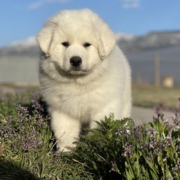 Great Pyrenees Puppies from Forestwood Farms Great Pyrenees