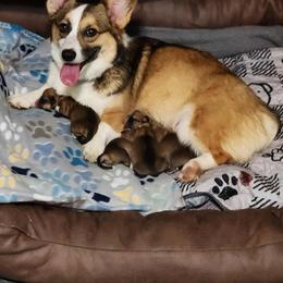 Pembroke Welsh Corgi Puppies from AW Corgis