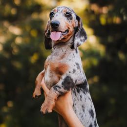 Retta - Dachshund