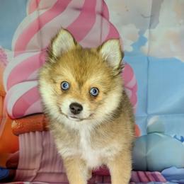 Honey Bear - 2000.00 - Wolf sable female Pomsky puppy in Spring Hill, Florida from www.PuppyTimeEmporium.com