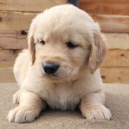 Cooper - Dark golden male Golden Retriever puppy in Orland, California from Elliott's Elite Puppies
