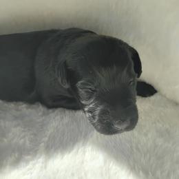 Coal - Black male Labradoodle puppy in Apache Junction, Arizona from Loving Doodle