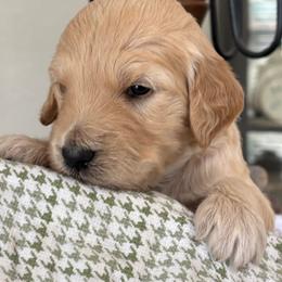 White Boy - Cream male Goldendoodle puppy in Colorado Springs, Colorado from Pikes Peak Doodles