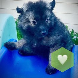 Keeshond Puppies from Kozy Keeshonden