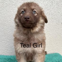 Teal Collar Girl - Sable female German Shepherd puppy in Columbus, Mississippi from Olde Wolfe German Shepherds