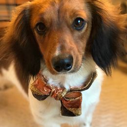 Lucas - Dachshund