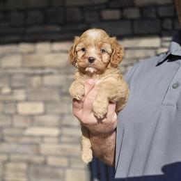 Cali - Red female Cavapoo puppy in Apple Creek, Ohio from Grandeur Valley Puppies
