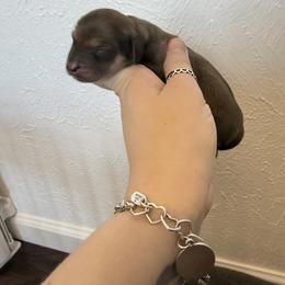 Peaches - Cream female Dachshund puppy in Fort Worth, Texas from The Holloway Dachshunds