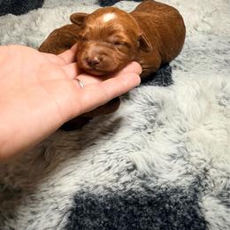 Girl 2 - Red  female Goldendoodle puppy in Cocoa, Florida from The Beach Doodles