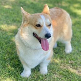 Blondie - Pembroke Welsh Corgi