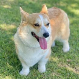 Blondie - Pembroke Welsh Corgi