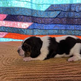Girl 4 - Black brown and white female Basset Hound puppy in Noblesville, Indiana from Russell Bassets