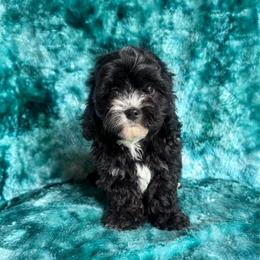 Cole - Black and white male Cavapoo puppy in Knoxville, Tennessee from Rocky Top Cavapoos