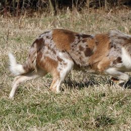 Border Collies from Bar C Farms
