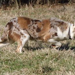 Border Collies from Bar C Farms