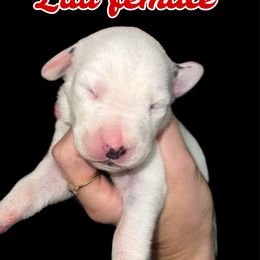 Georgia - White and black female Dalmatian puppy in Bremen, Georgia from Clark’s Dalmatians