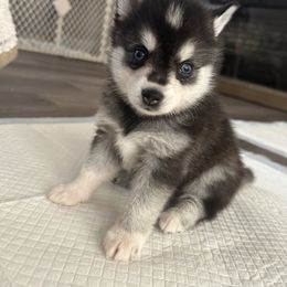 Alaskan Klee Kai Puppies from Lucky Charm Farms